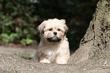 LHASSA APSO 129